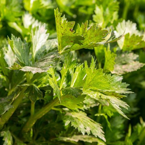 Ilustrasi seledri. (dok. pixabay.com/Eric Chen)