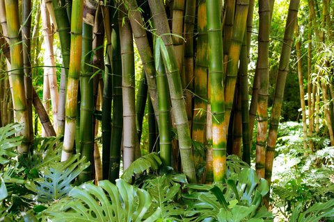 Pohon Bambu