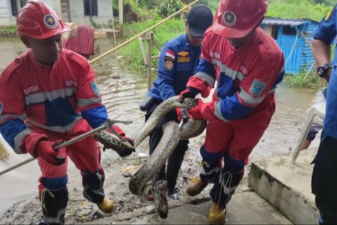 Damkartan Kota Jambi berhasil mengevakuasi ular piton sepanjang empat meter di area banjir Kelurahan Aur Kenali, Telanaipura,  mengingatkan warga akan bahaya hewan melata saat banjir.