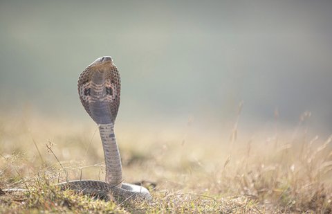 5 Ular yang Dapat Menyerupai Kobra, Punya Tudung jika Terancam