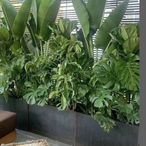 Desain Taman Tropis Minimalis