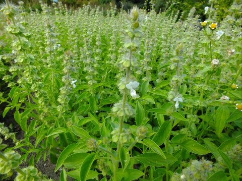 Manfaat Kemangi untuk Kesehatan