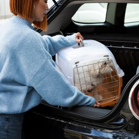 Ilustrasi Pet Cargo (&copy;Freepik)