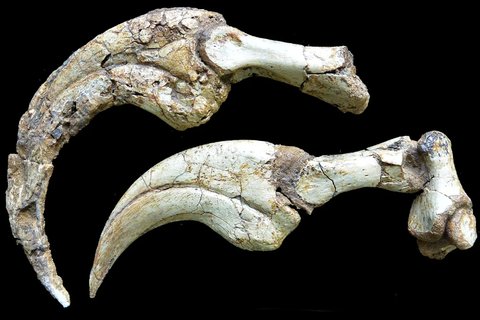 Terkubur di Bawah Gurun, Cakar Dinosaurus Terbesar Ini Terawetkan Sempurna Selama Jutaan Tahun