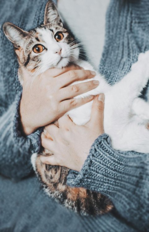 Pecinta Kucing