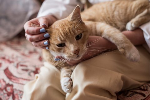 Pecinta Kucing