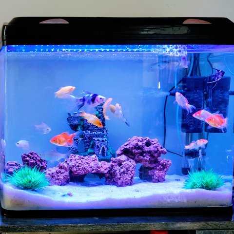 Ilustrasi dekorasis akuarium yang sederhana. (Foto: Unsplash/Karl muscat)