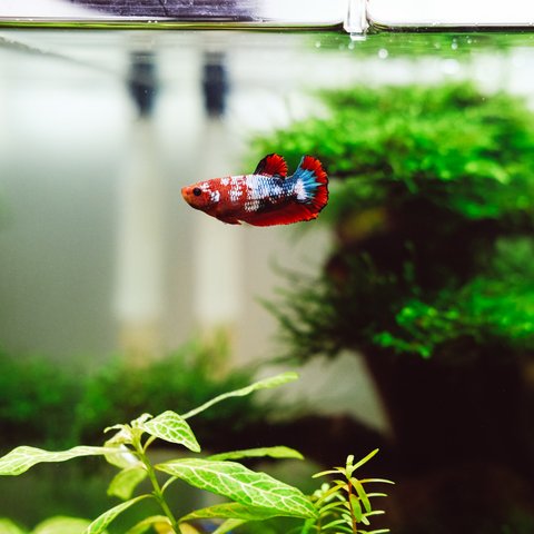 Ilustrasi Akuarium Credit: pexels.com/Huy