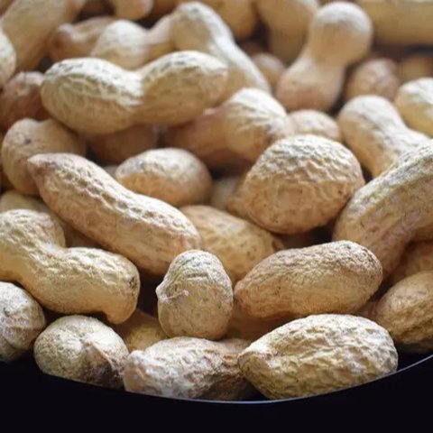Ilustrasi kacang tanah. (Foto: Freepik)