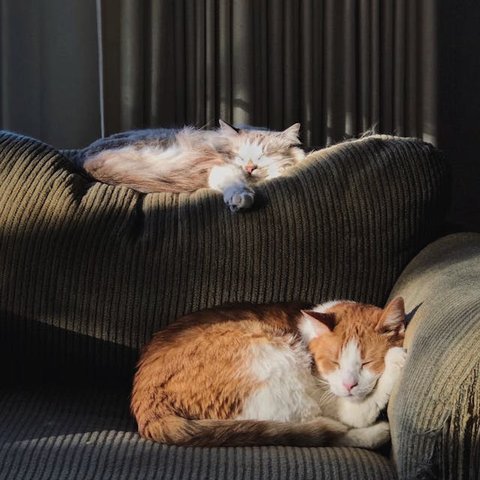 Tips Membuat Kucing Tetap Nyaman di Rumah Sendirian ketika Ditinggal Liburan