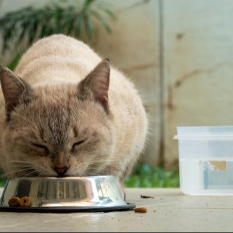 Tips Membuat Kucing Tetap Nyaman di Rumah Sendirian ketika Ditinggal Liburan