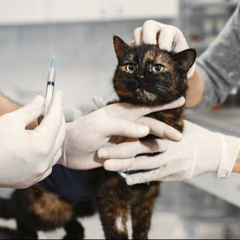 Tips Membuat Kucing Tetap Nyaman di Rumah Sendirian ketika Ditinggal Liburan