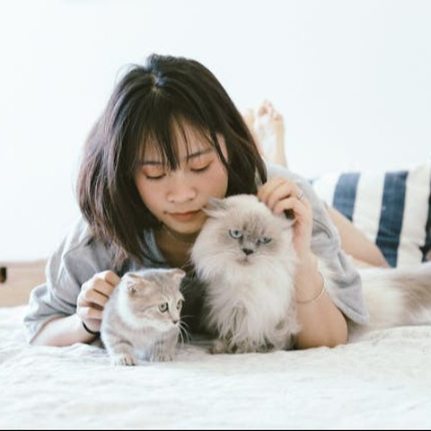 Tips Membuat Kucing Tetap Nyaman di Rumah Sendirian ketika Ditinggal Liburan