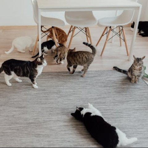 Tips Membuat Kucing Tetap Nyaman di Rumah Sendirian ketika Ditinggal Liburan
