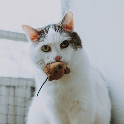 Tips Membuat Kucing Tetap Nyaman di Rumah Sendirian ketika Ditinggal Liburan