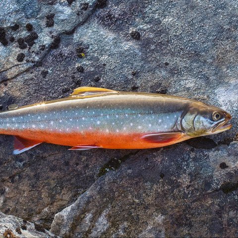 Arctic Char