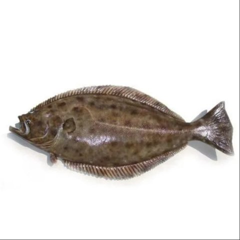 Ikan Halibut