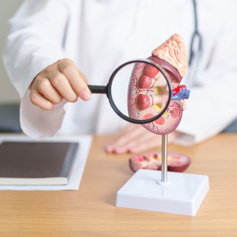 Ilustrasi organ ginjal (Shutterstock/Jo Panuwat D)