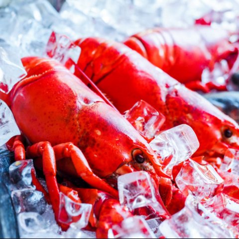 Ilustrasi lobster | energepic.com dari Pexels