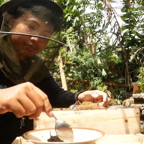 petani di lumajang memanen madu klanceng