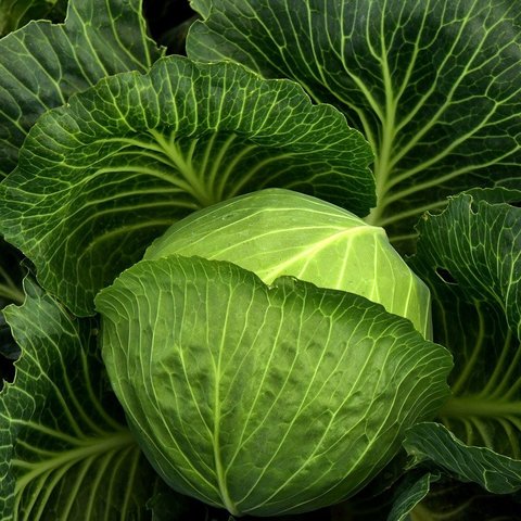 Ilustrasi kubis. (dok. Pixabay.com/ulleo)