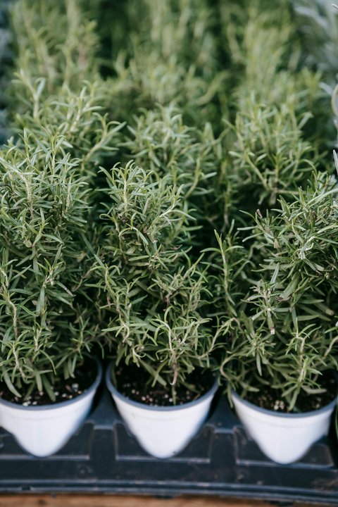Tanaman Rosemary