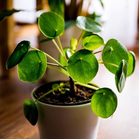 Chinese Money Plant