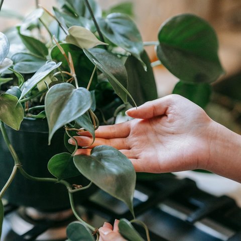 Philodendron Heartleaf