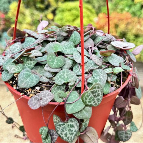 Tanaman String of heart