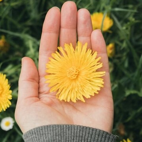 Ilustrasi Bunga Dandelion