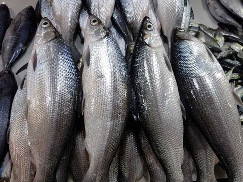 Ikan Tinggi Protein