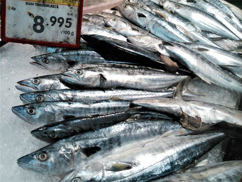 ilustrasi ikan tenggiri