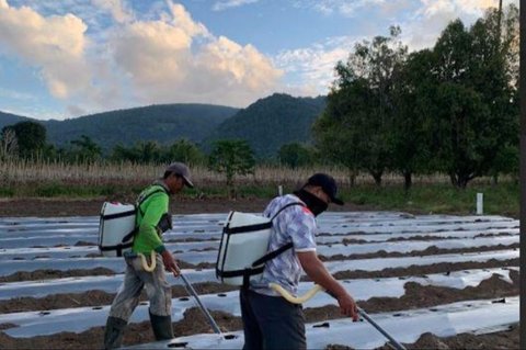 PT Pertamina Geothermal Energy (PGE) menciptakan pupuk cair Booster Katrili dari fluida panas bumi, membantu petani di Tomohon meningkatkan hasil panen dan berkontribusi pada ketahanan pangan dan energi Indonesia.