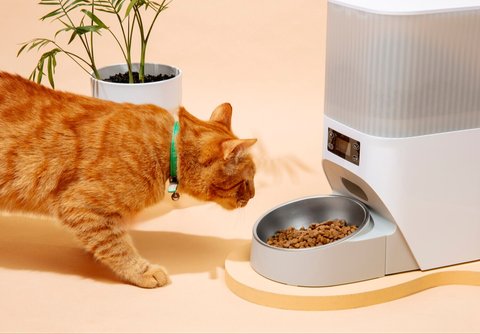 Rahasia Umur Panjang Kucing Kesayangan, Ini Tips dan Trik Agar Si Meow Hidup Hingga 20 Tahun