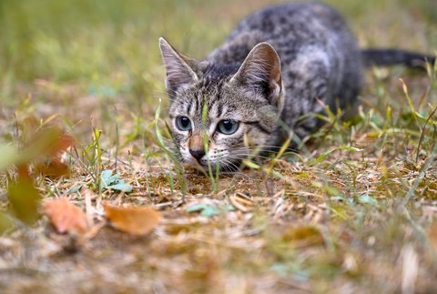 Rahasia Umur Panjang Kucing Kesayangan, Ini Tips dan Trik Agar Si Meow Hidup Hingga 20 Tahun