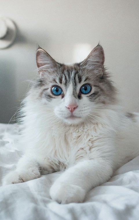 Rahasia Umur Panjang Kucing Kesayangan, Ini Tips dan Trik Agar Si Meow Hidup Hingga 20 Tahun