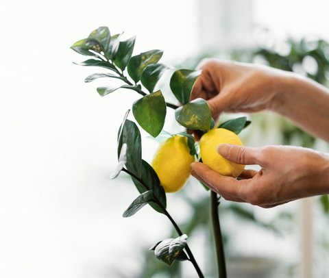 Tak Sekedar Jadi Tanaman Hias, Ini Deretan Tanaman yang Bisa Menghasilkan Buah