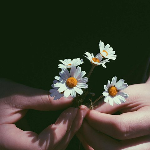 Ilustrasi Chamomile