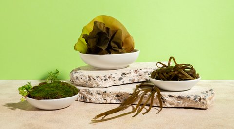 Ilustrasi Sea Vegetables