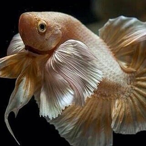 Cara Mengajari Ikan Trik Meminta Makan