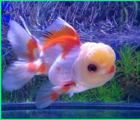 Cara Mengajari Ikan Trik Meminta Makan