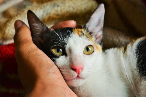 Kucing Kembang Telon dalam Mitos, Ini 6 Makna Positif yang Jarang Diketahui
