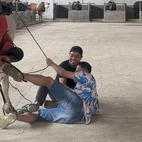 Detik-detik Raffi Ahmad Jatuh dari Sapi 'Sakit lalu Kuat Lagi'