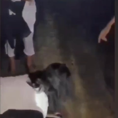 Viral ABG di Lampung Dipukuli & Disuruh Sujud Cium Kaki Remaja Perempuan, Ternyata Gara-Gara Rebutan Cowok