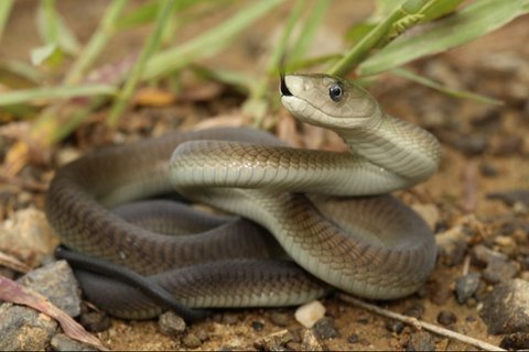 Ular Black Mamba