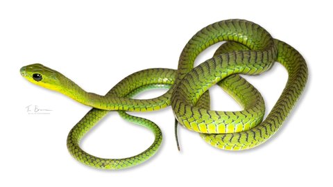 ular boomslang