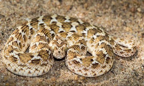 ular Saw-scaled Viper