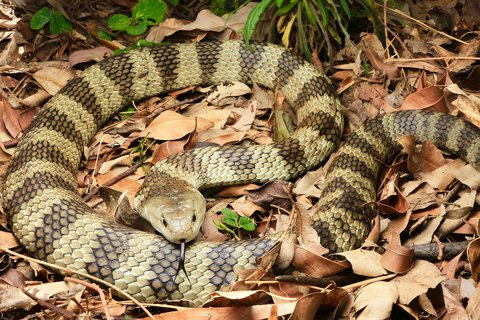 Ular eastern tiger snake
