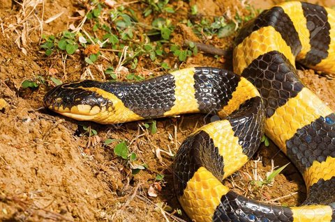 Ular Banded Krait