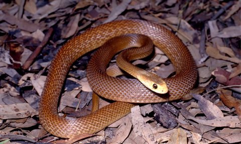 Ular Coastal Taipan